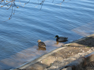 обоя животные, утки