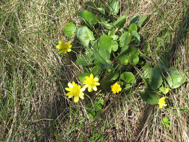 Обои картинки фото цветы, калужницы, лютики