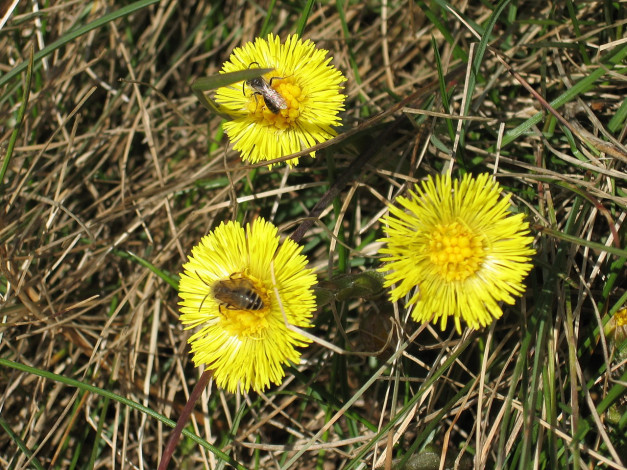 Обои картинки фото цветы, луговые, полевые