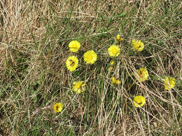 Обои картинки фото цветы, луговые, полевые