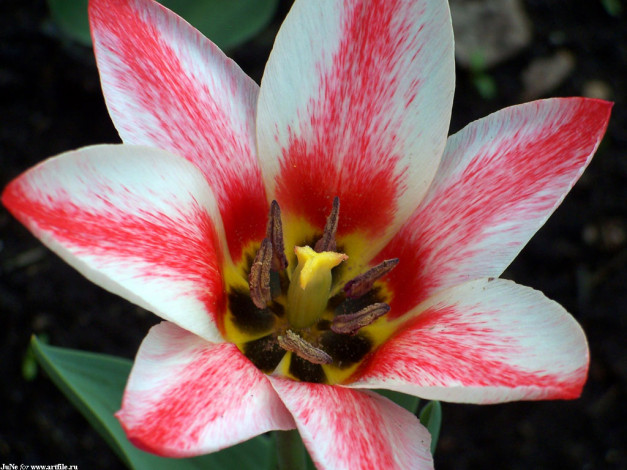 Обои картинки фото тюльпаны, цветы