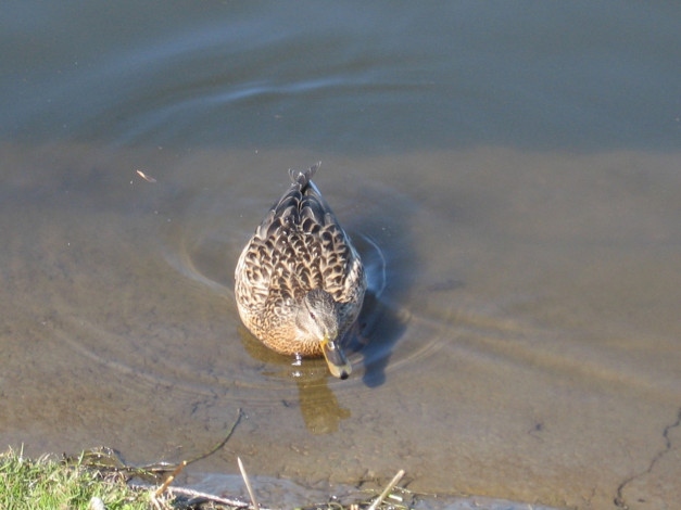 Обои картинки фото животные, утки