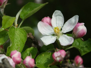 Картинка цветы цветущие деревья кустарники