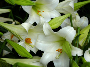 Картинка цветы лилии лилейники