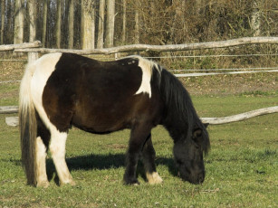 Картинка животные лошади