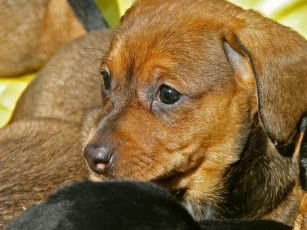 Картинка животные собаки