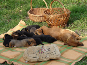 Картинка животные собаки