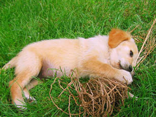 Картинка животные собаки