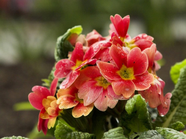 Обои картинки фото цветы, примулы