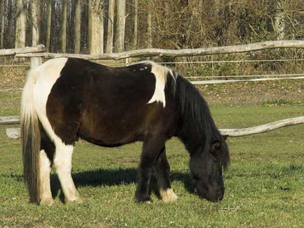 Обои картинки фото животные, лошади