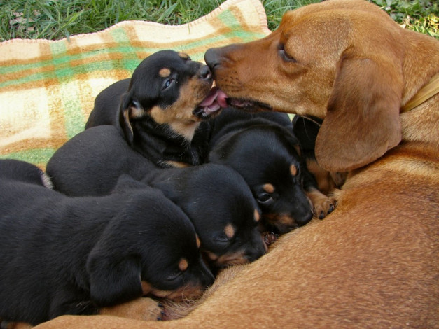 Обои картинки фото животные, собаки