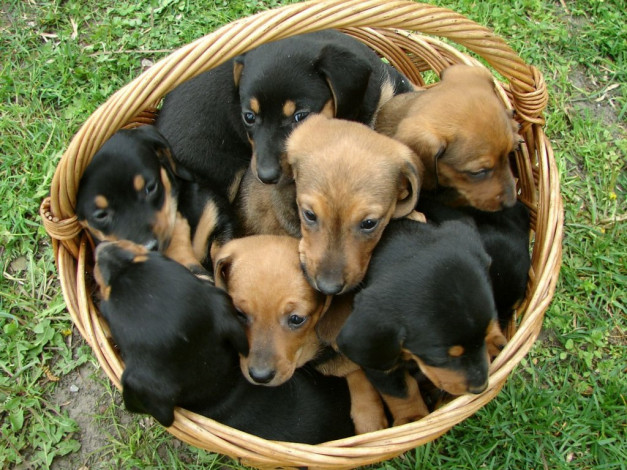 Обои картинки фото животные, собаки