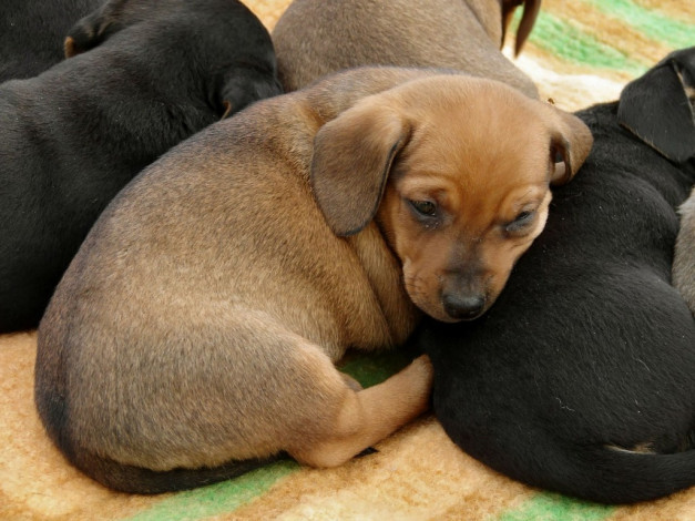 Обои картинки фото животные, собаки