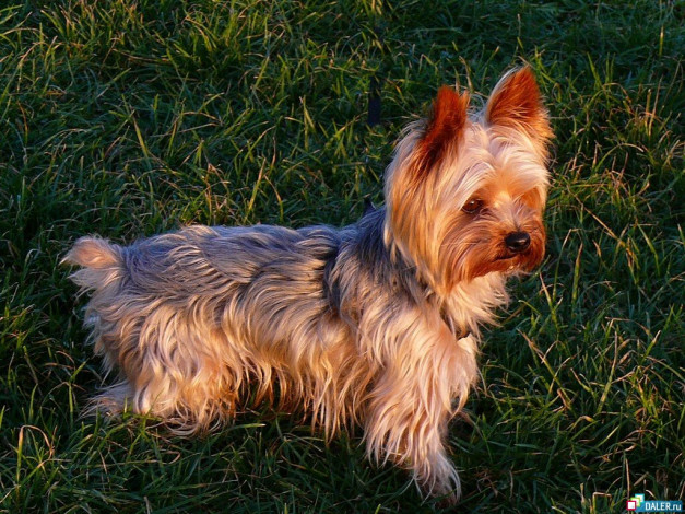 Обои картинки фото животные, собаки