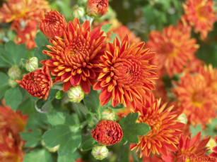 Картинка цветы хризантемы