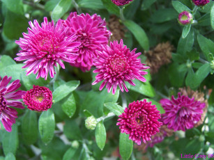 обоя цветы, хризантемы