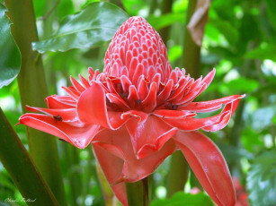 Картинка цветы протея