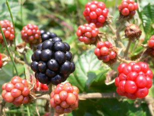 Картинка еда ежевика