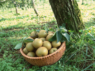 Картинка еда Яблоки