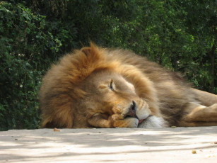 Картинка животные львы