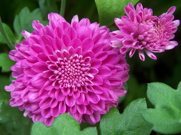 Обои картинки фото цветы, хризантемы