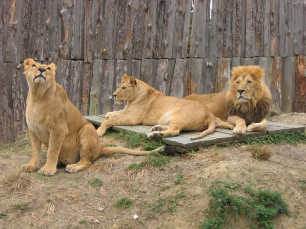 Обои картинки фото животные, львы