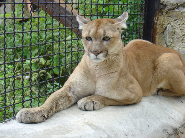 Обои картинки фото животные, пумы