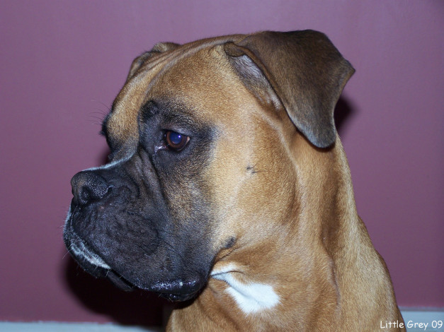 Обои картинки фото животные, собаки