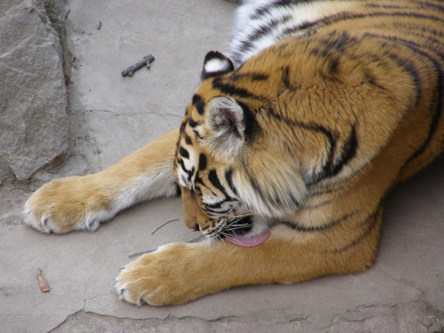 Обои картинки фото животные, тигры