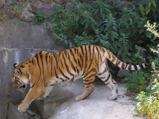 Обои картинки фото животные, тигры