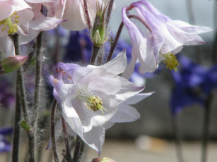 Картинка цветы аквилегия водосбор