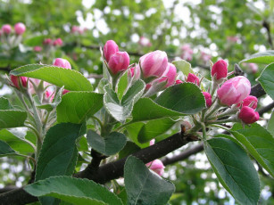 Картинка цветы цветущие деревья кустарники