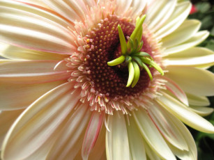 Картинка цветы герберы