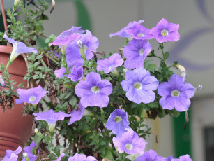 Картинка цветы петунии калибрахоа