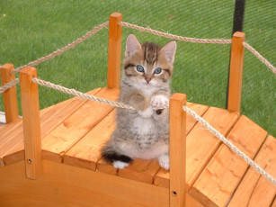 Картинка животные коты