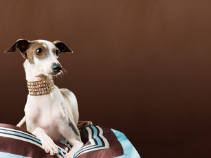 Картинка животные собаки