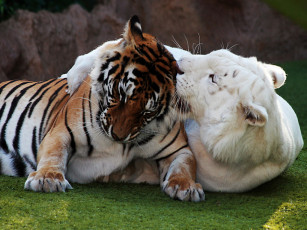 Картинка животные тигры