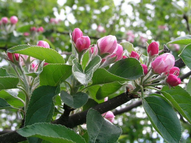 Обои картинки фото цветы, цветущие, деревья, кустарники