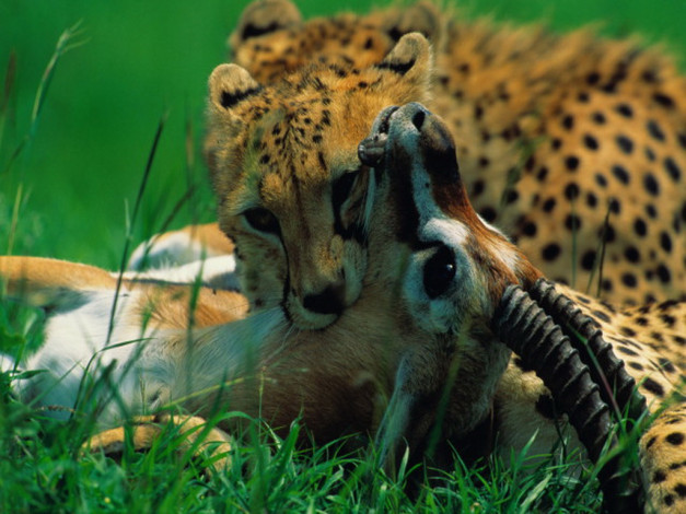 Обои картинки фото животные, гепарды