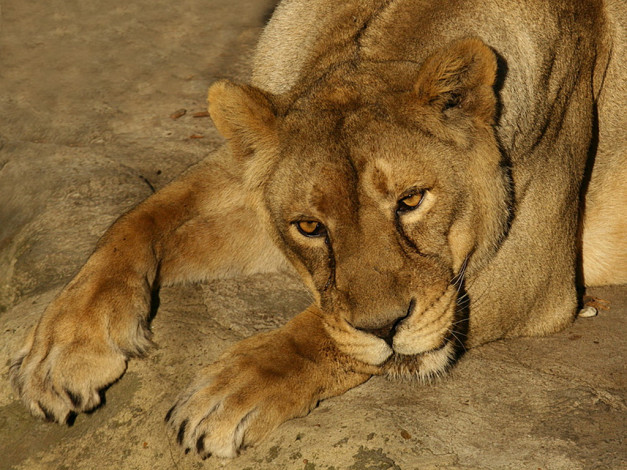 Обои картинки фото животные, львы