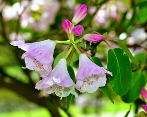 Картинка цветы цветущие деревья кустарники