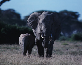 Картинка животные слоны