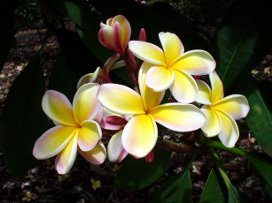 Картинка цветы плюмерия