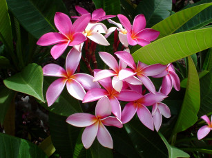 Картинка цветы плюмерия