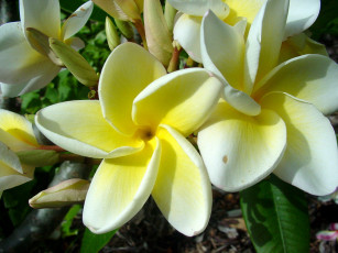 Картинка цветы плюмерия