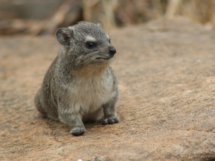 Картинка даман животные другое