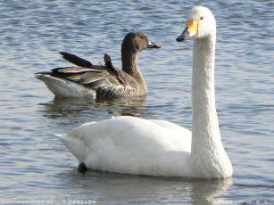 Картинка животные лебеди