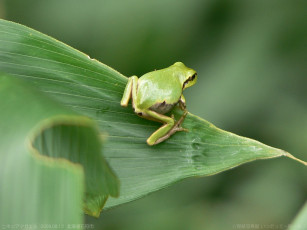 Картинка животные лягушки