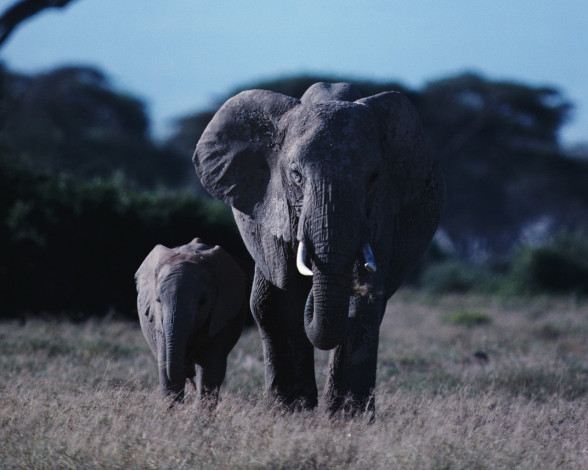Обои картинки фото животные, слоны