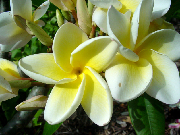 Обои картинки фото цветы, плюмерия